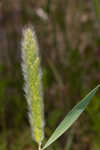 Annual rabbitsfoot grass